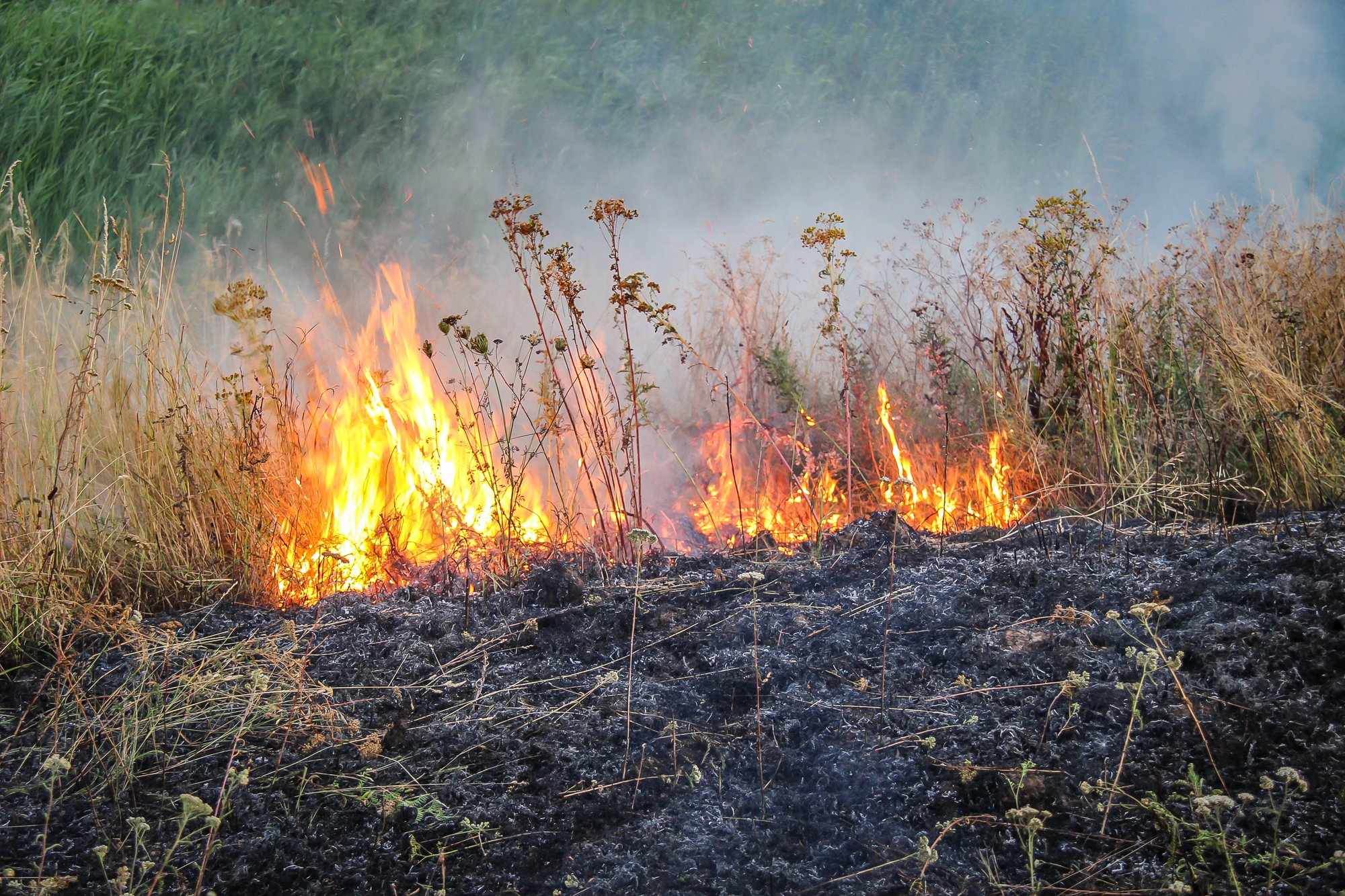 Bermbrand snel geblust aan Het Hooghemaal in Rosmalen