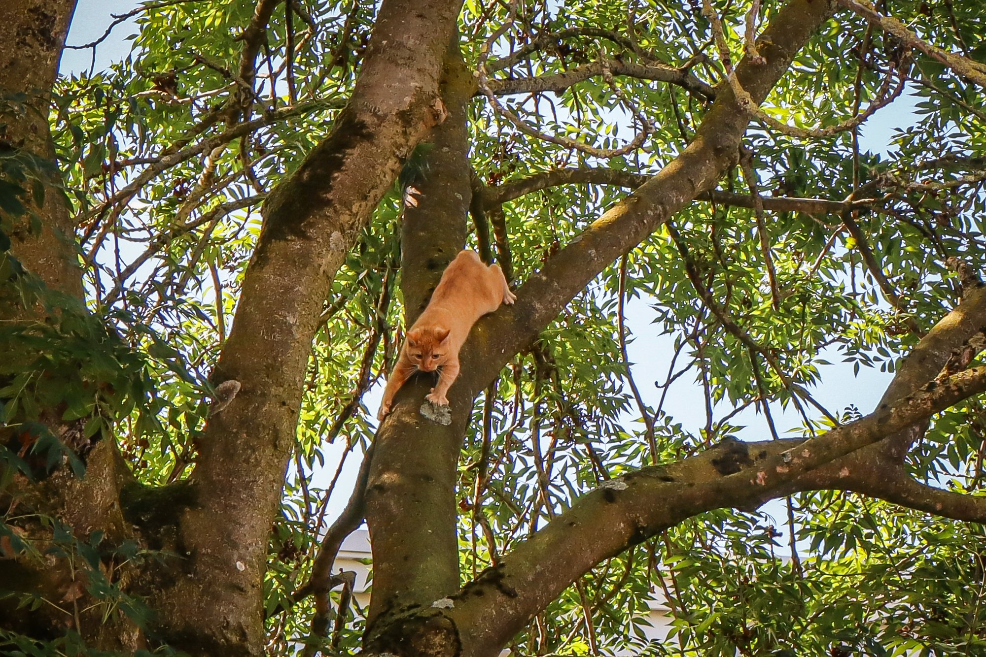 Kat opnieuw uit boom gered aan Tjalkstraat in Leeuwarden