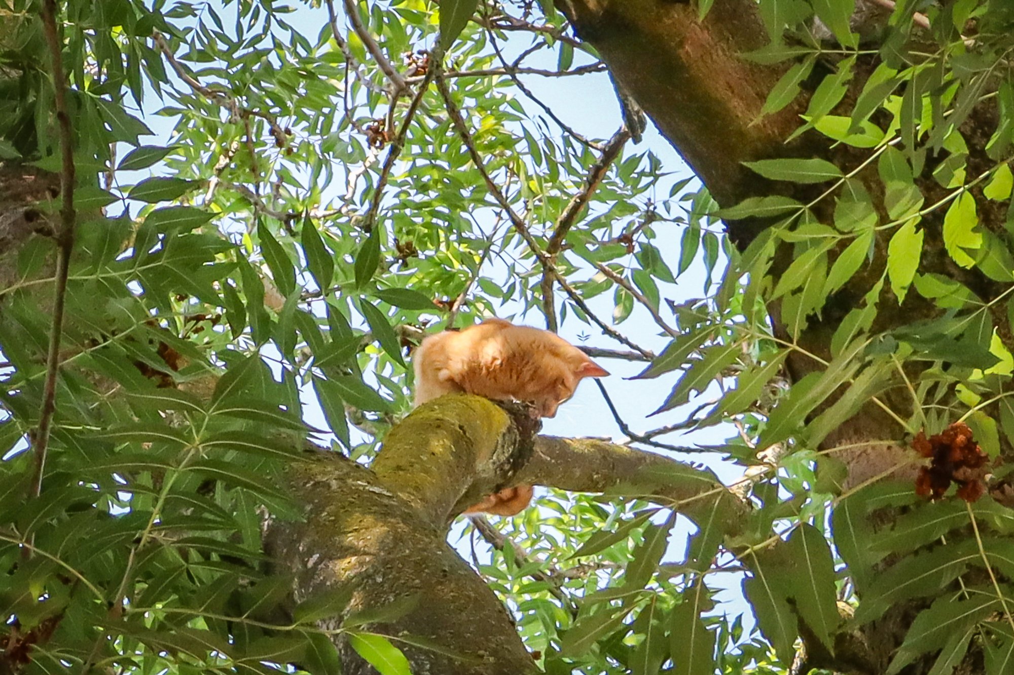 Kat opnieuw uit boom gered aan Tjalkstraat in Leeuwarden